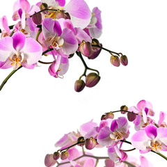 Bouquets of orchids (light pink) isloated on white background