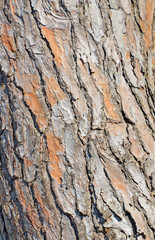 bark of pine tree details