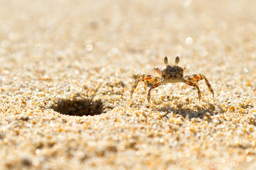 Small sea crab on the beach of Thailand
