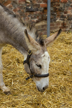Donkey on bridles eating straw
