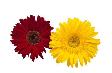 gerbera flowers isolated
