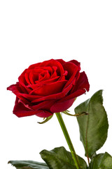Rote Rose. Zeichen der Liebe