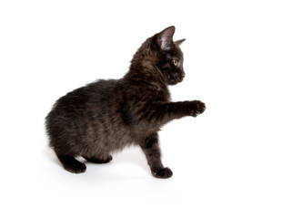 Cute black kitten