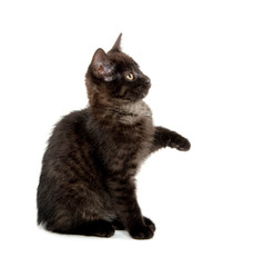 Cute black kitten