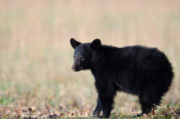 Black bear cub