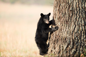 American black bear cub