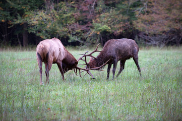 Obraz na płótnie Canvas Amerykańska Elk sparing