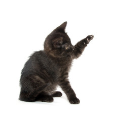 Cute black kitten
