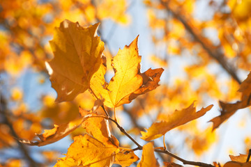 Naklejka na ściany i meble Autumn leaves against blue sky