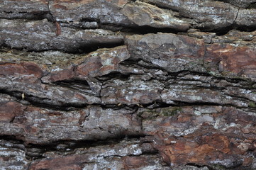 Background and texture of tree bark oak