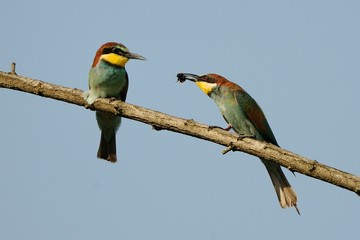 Gruccioni coppia con libellula
