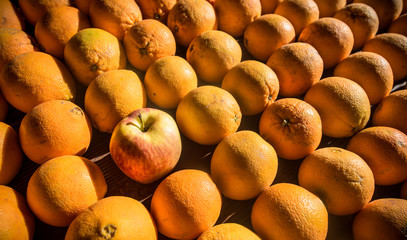 An apple among many oranges on a table
