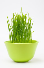 Shoots sprouted wheat in a green cup
