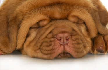 dogue de bordeaux puppy