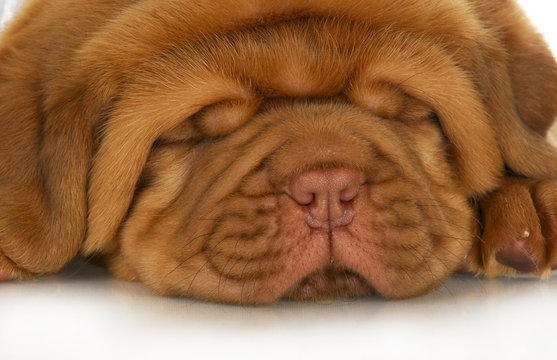 Dogue De Bordeaux Puppy