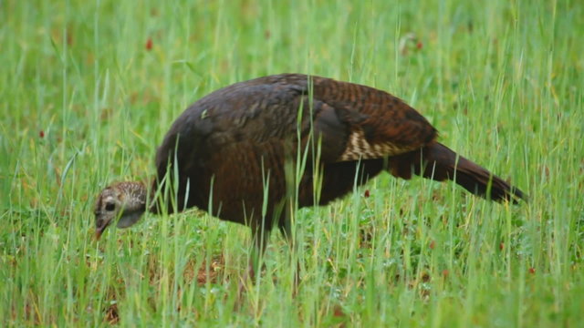 Wild Turkey Hen in Clover