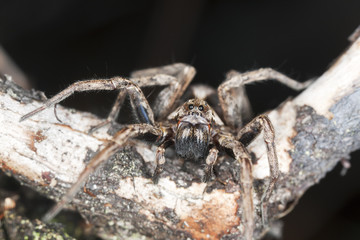 Wolf spider portrait, extreme close-up