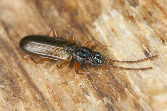 False skin beetle, Cendrophagus crenatus sitting on wood