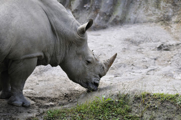 Naklejka premium サイ