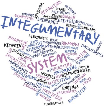 Word cloud for Integumentary system
