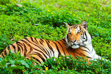 Bengal tiger