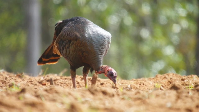 Wild Turkey Jake Scratching