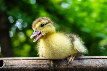 Duckling