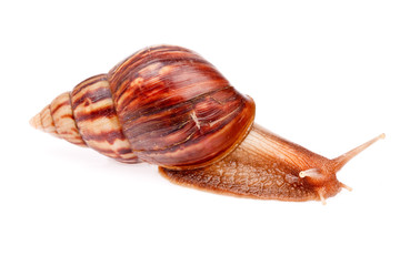 gastropod  snail  in isolated on white background