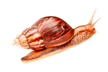 gastropod snail  in isolated on white