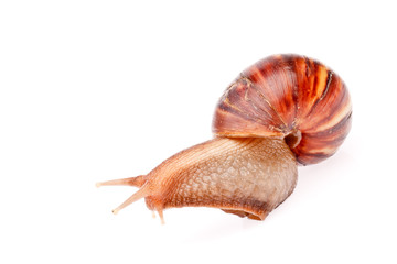 gastropod  snail  in isolated on white background