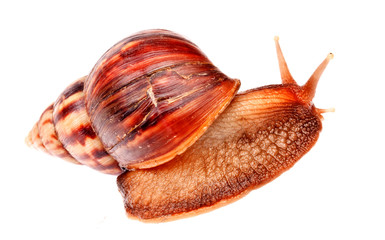 gastropod  snail  in isolated on white background