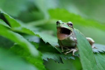 ニホンアマガエル