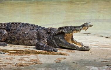 crocodile with open mouth resting