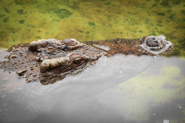 crocodile eye closeup