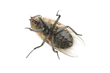 Tote Stubenfliege von oben