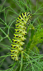 Сaterpillar of swallowtail 11