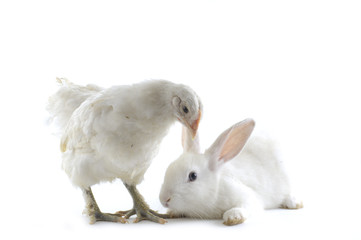 Chicken and rabbit on white background