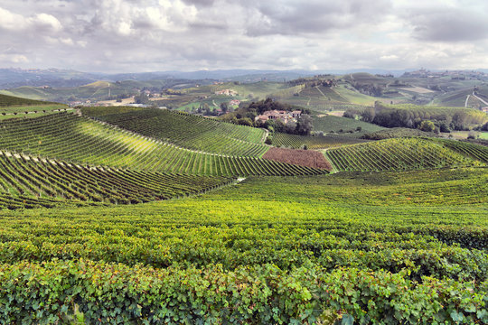 panorama of vineyards