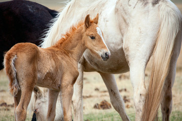 Foal and its mother