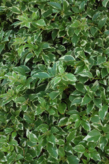 Obraz premium Bougainvillea