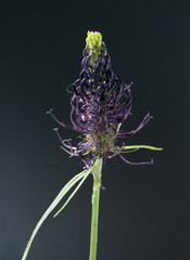 Schwarze Teufelskralle, Schwarze Rapunzel, Phyteuma nigrum