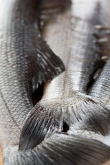 Seafood - fresh sea bass