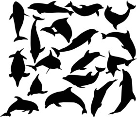 Obraz premium eighteen dolphins isolated on white