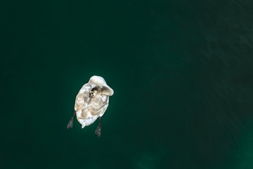 Sleeping Swan