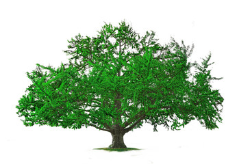 Obraz premium arbre