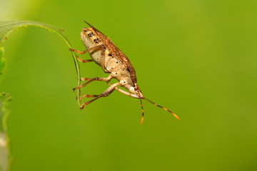 stink bug