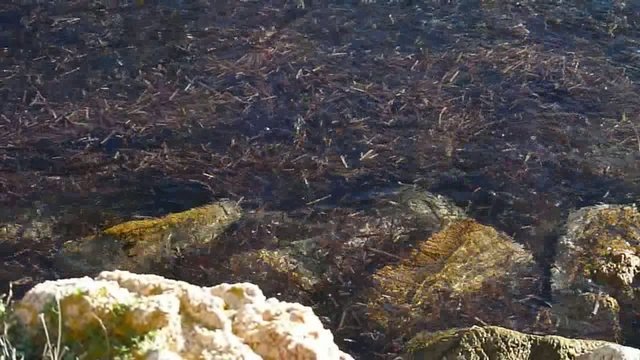 movimento d'alghe tra gli scogli di la maddalena 2