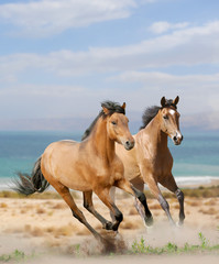 Obraz na płótnie Canvas konie na pustyni