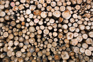 Timber resources