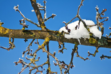 Schneehaube